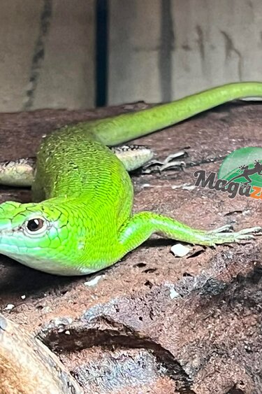 Magazoo Adult Emerald tree skink (Sold as a couple)
