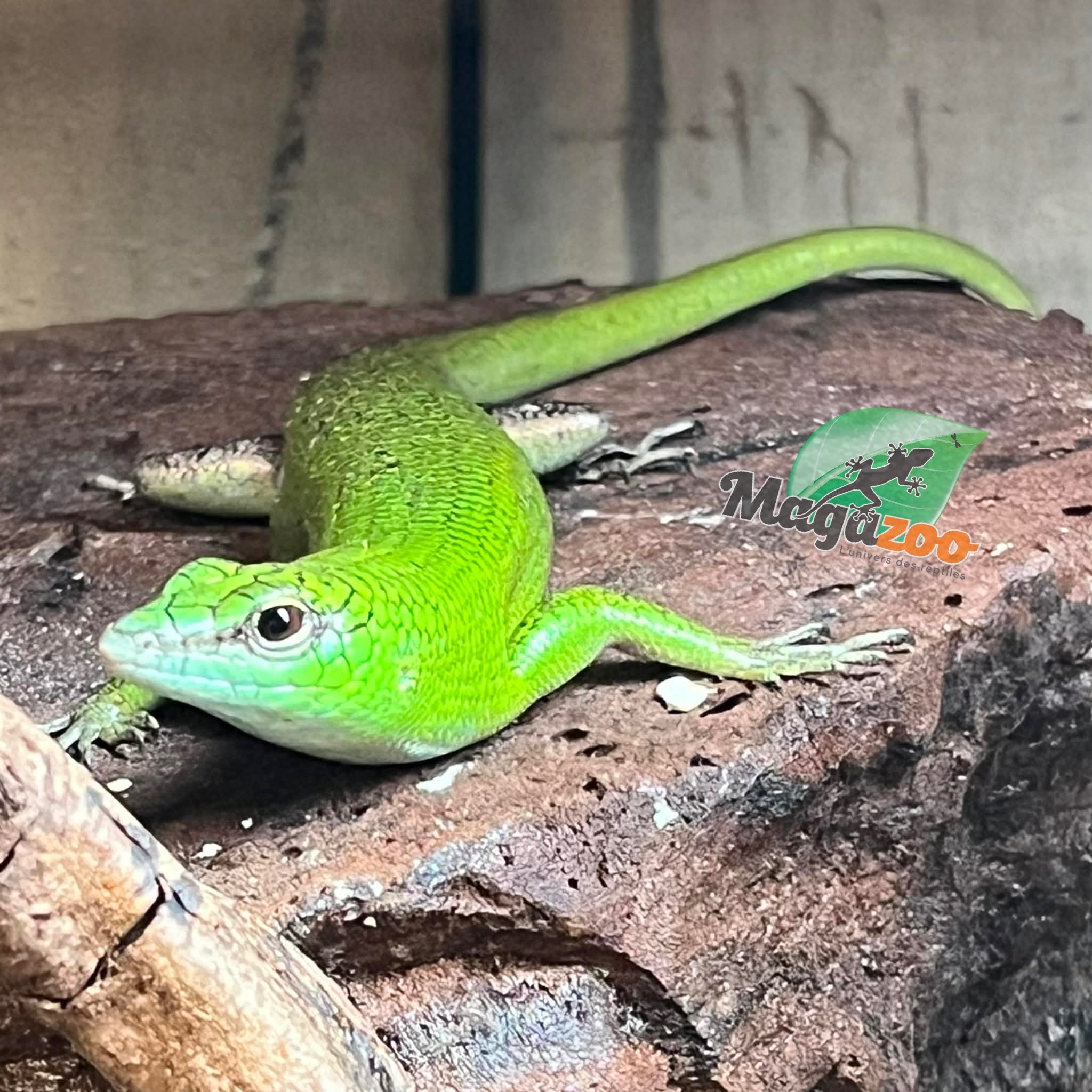 Magazoo Adult Emerald tree skink (Sold as a couple)