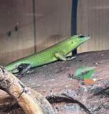 Magazoo Adult Emerald tree skink (Sold as a couple)
