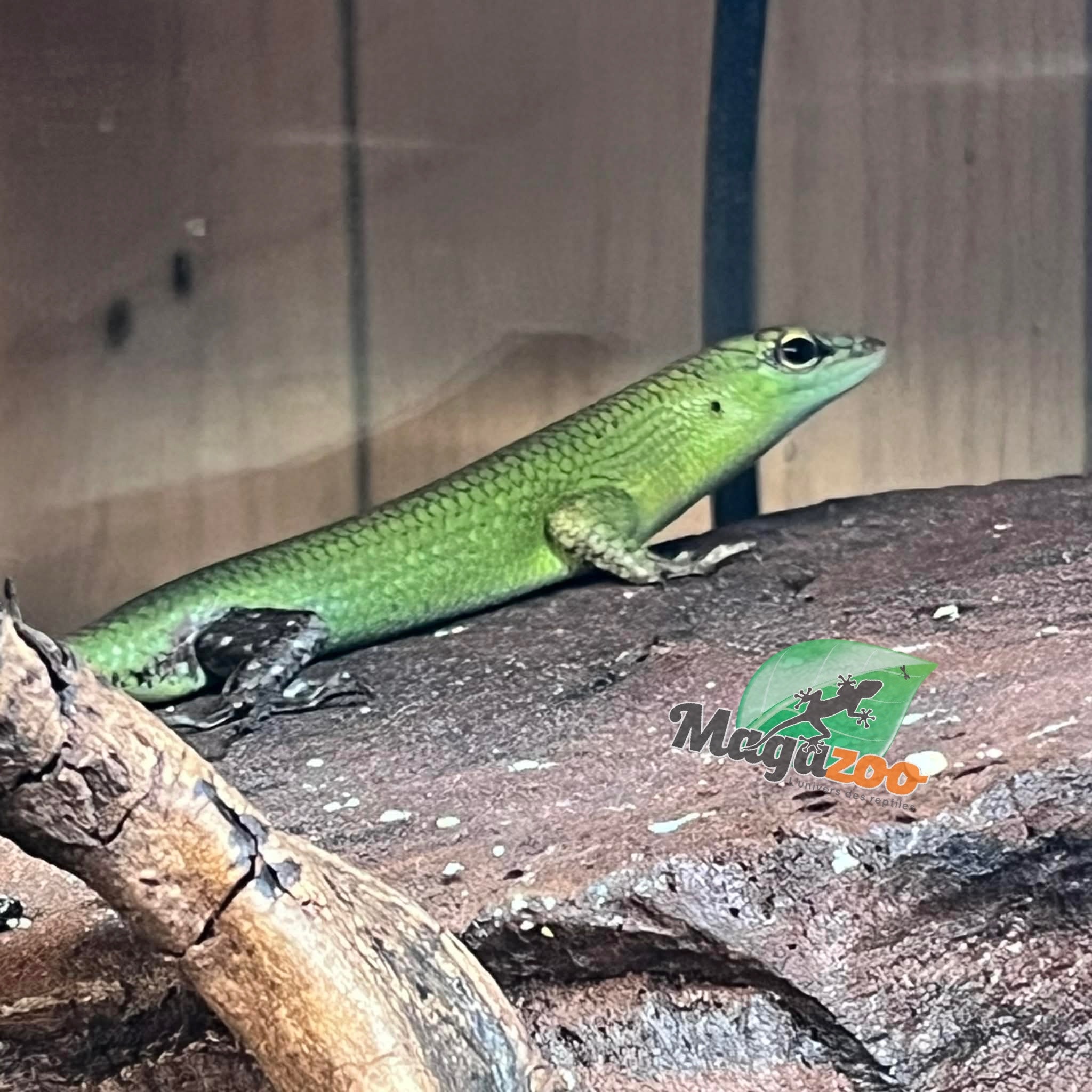 Magazoo Adult Emerald tree skink (Sold as a couple)