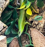 Magazoo Adult Emerald tree skink (Sold as a couple)