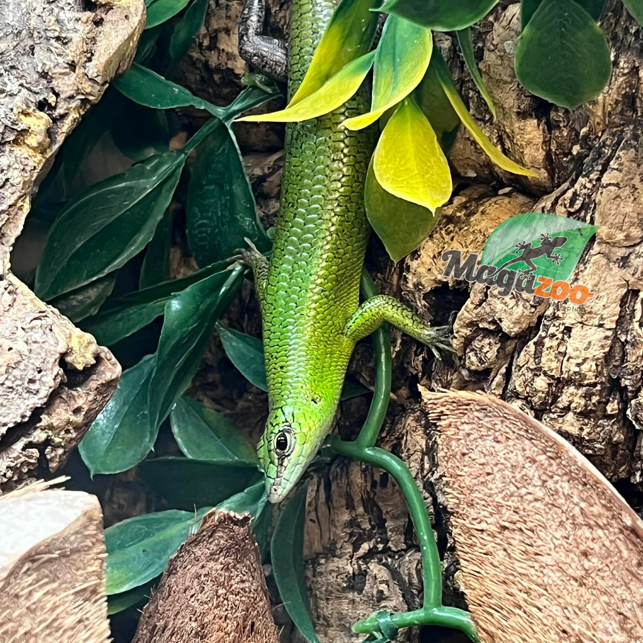 Magazoo Scinque Arboricole Émeraude Adulte (Vendu en couple)