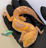 Magazoo Gecko léopard Red Diamond Het Tremper femelle 20/06/25