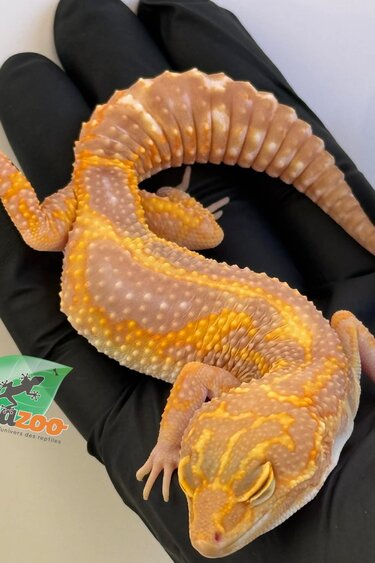 Magazoo Red Diamond Het Tremper female Leopard gecko 06/20/25