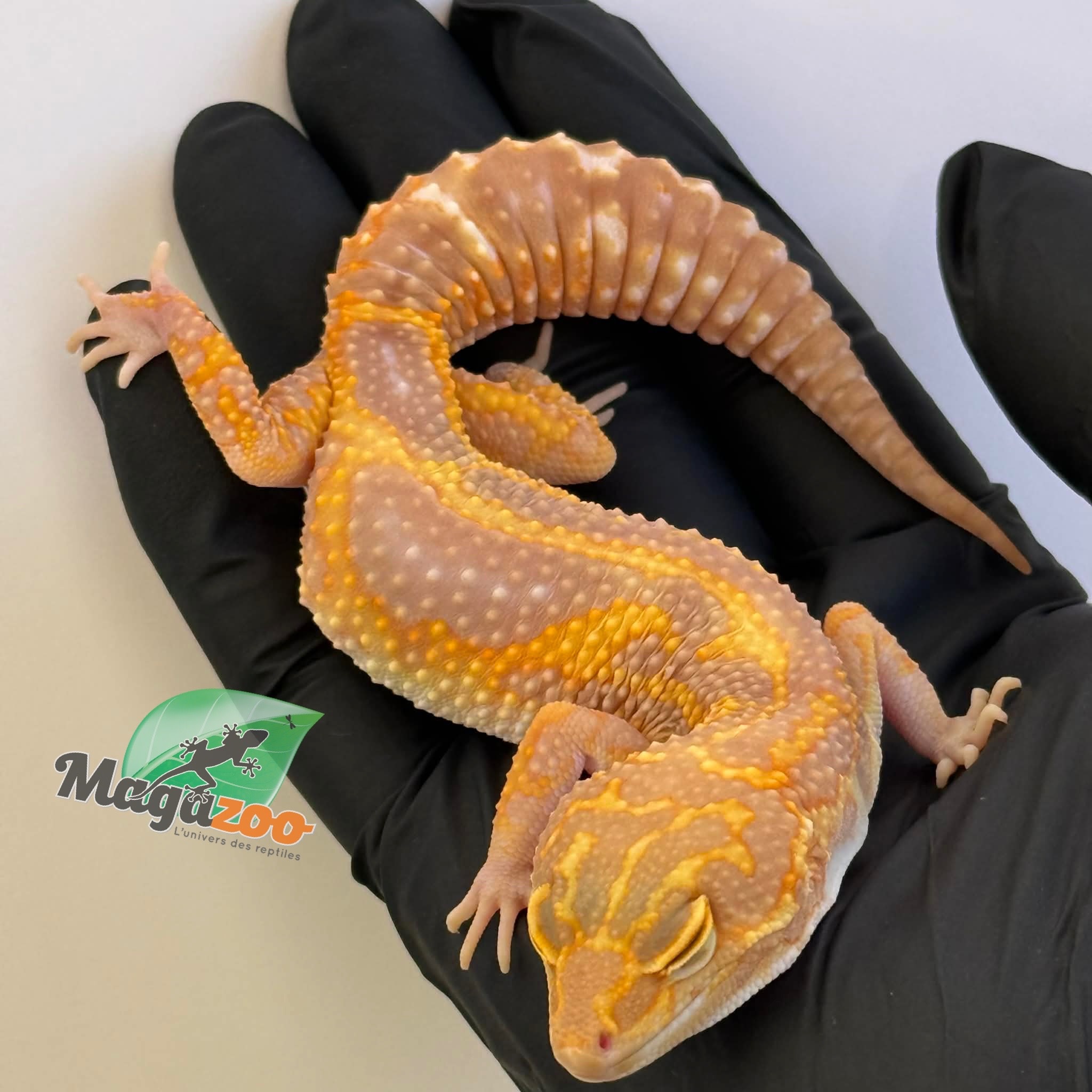 Magazoo Red Diamond Het Tremper female Leopard gecko 06/20/25