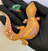 Magazoo Red Diamond Het Tremper female Leopard gecko 06/20/25