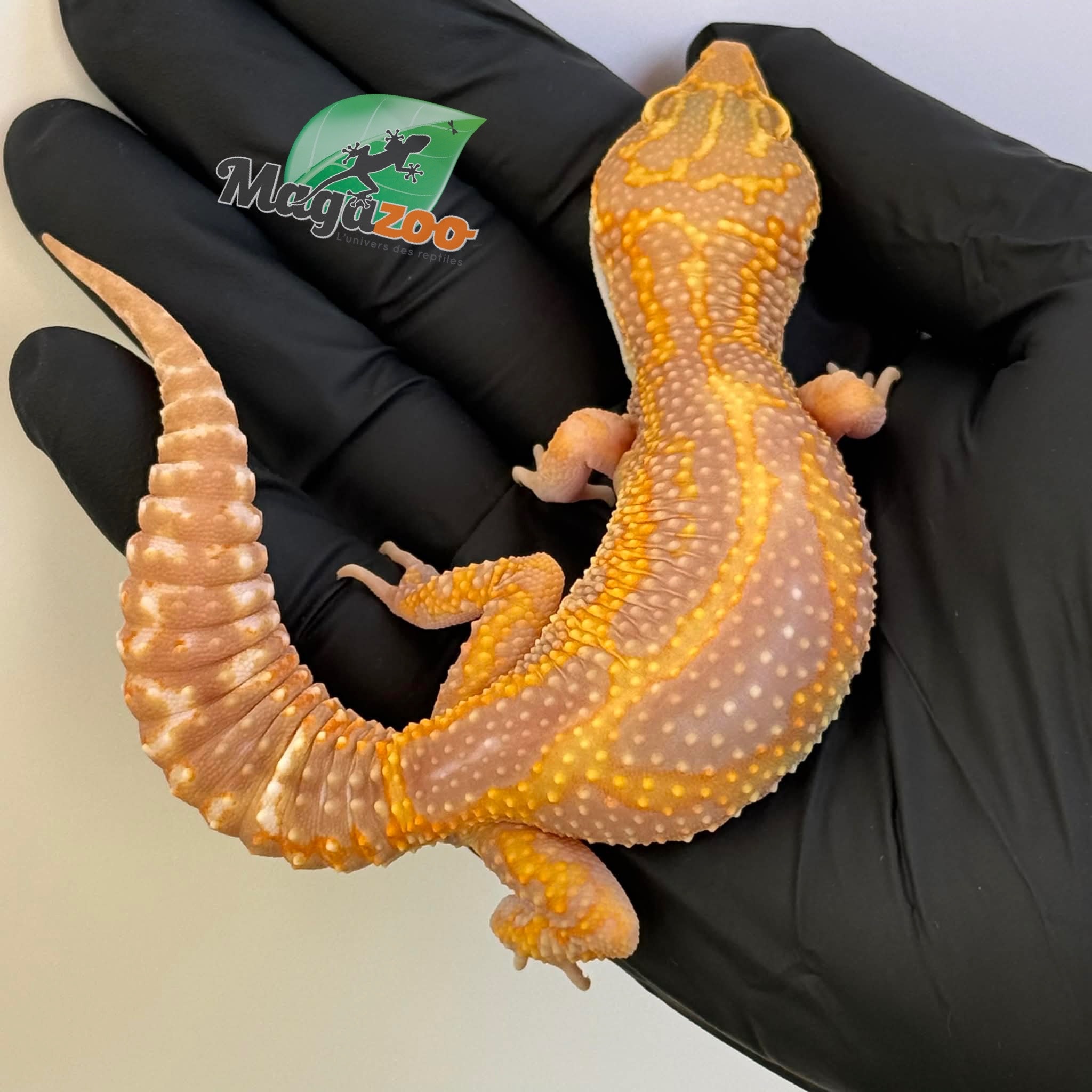 Magazoo Gecko léopard Red Diamond Het Tremper femelle 20/06/25