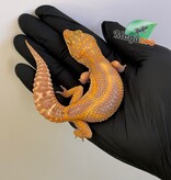 Magazoo Red Diamond Het Tremper female Leopard gecko 06/20/25
