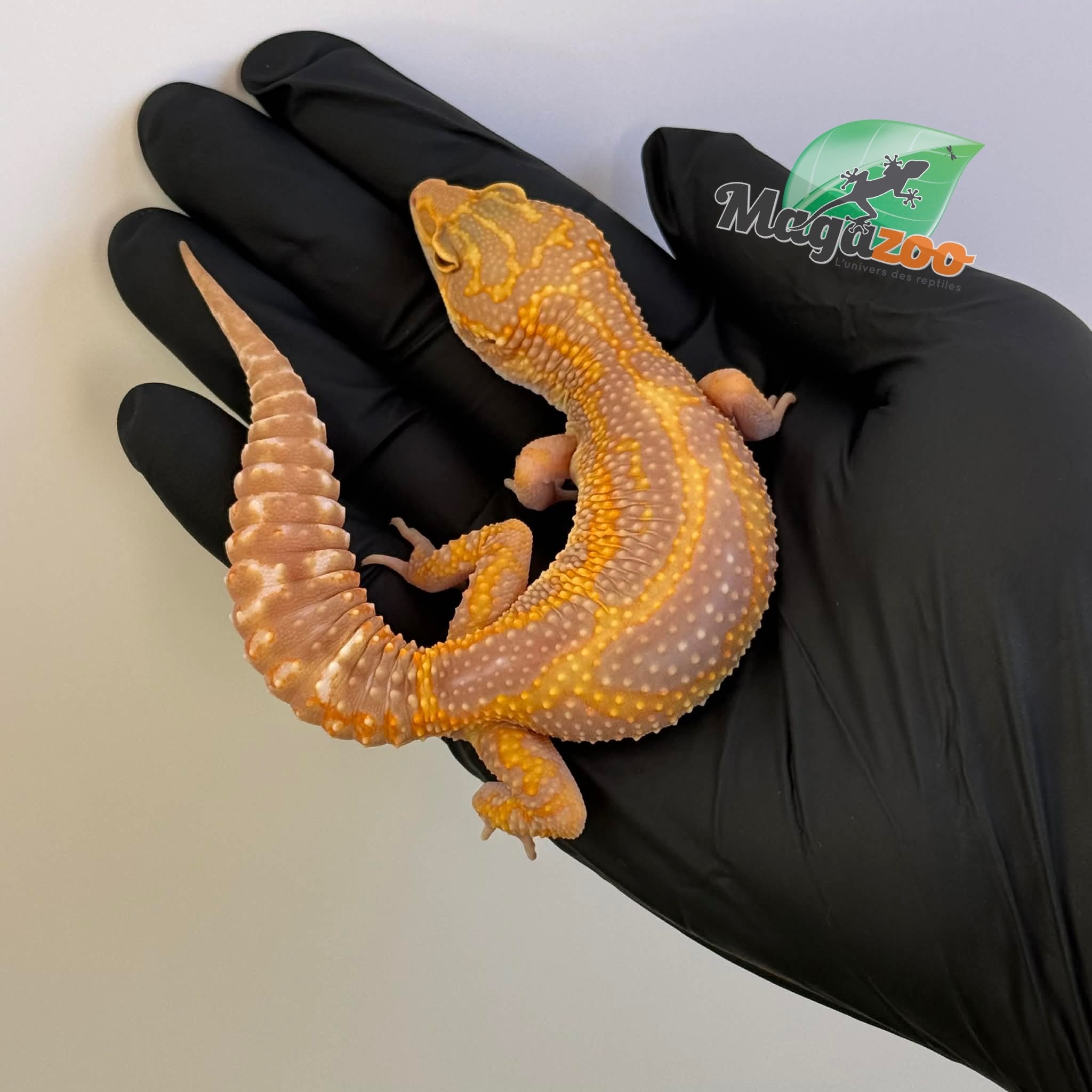 Magazoo Gecko léopard Red Diamond Het Tremper femelle 20/06/25