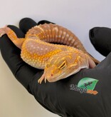 Magazoo Gecko léopard Red Diamond Het Tremper femelle 20/06/25