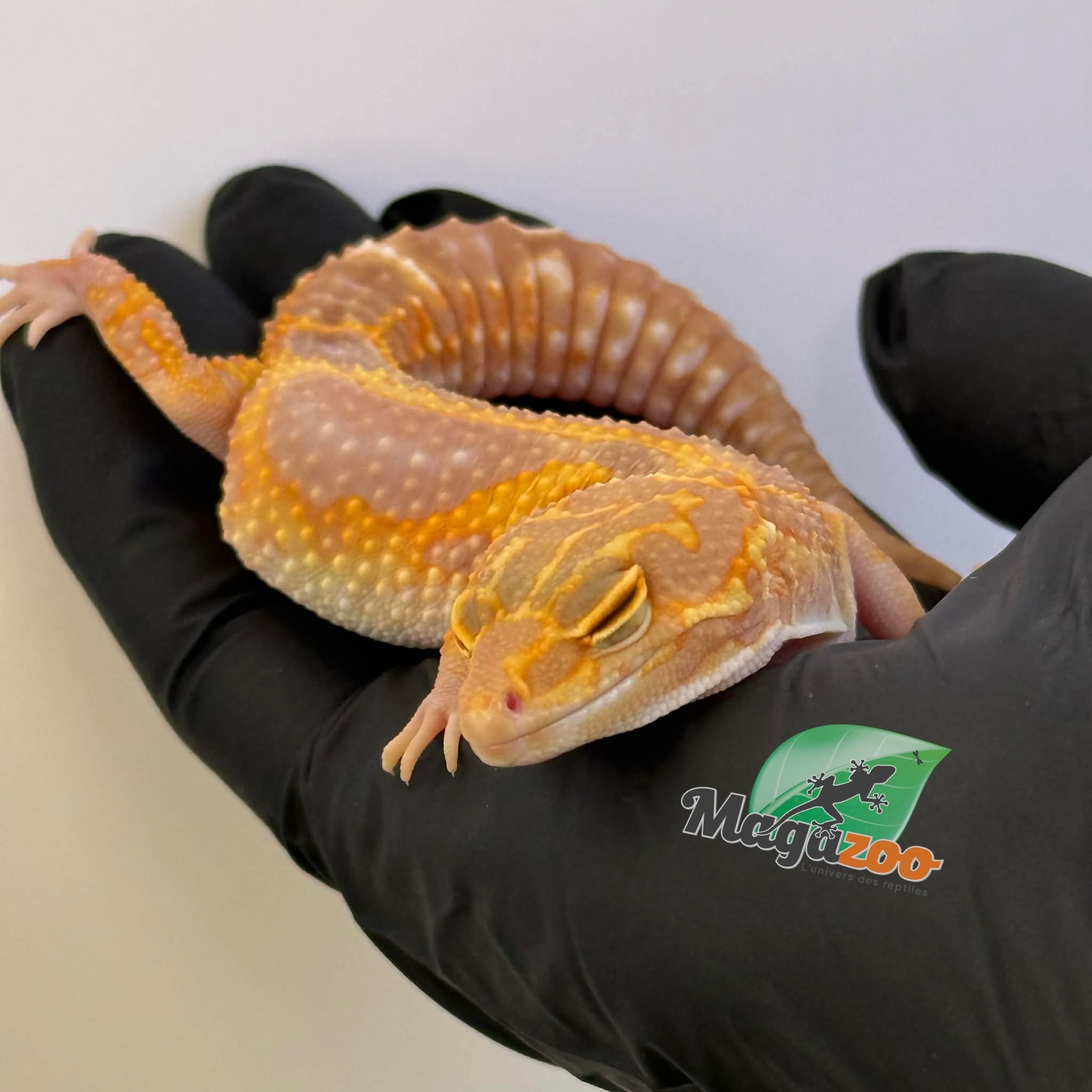 Magazoo Red Diamond Het Tremper female Leopard gecko 06/20/25