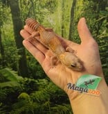 Magazoo Female african Albino Fat-tailed Gecko Albino 3 years old / 2nd chance - Adoption