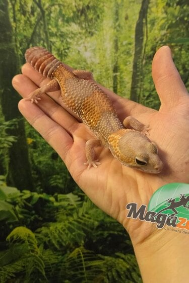 Magazoo Gecko africain à queue grasse Albino Femelle 3 ans / Adoption 2ième chance