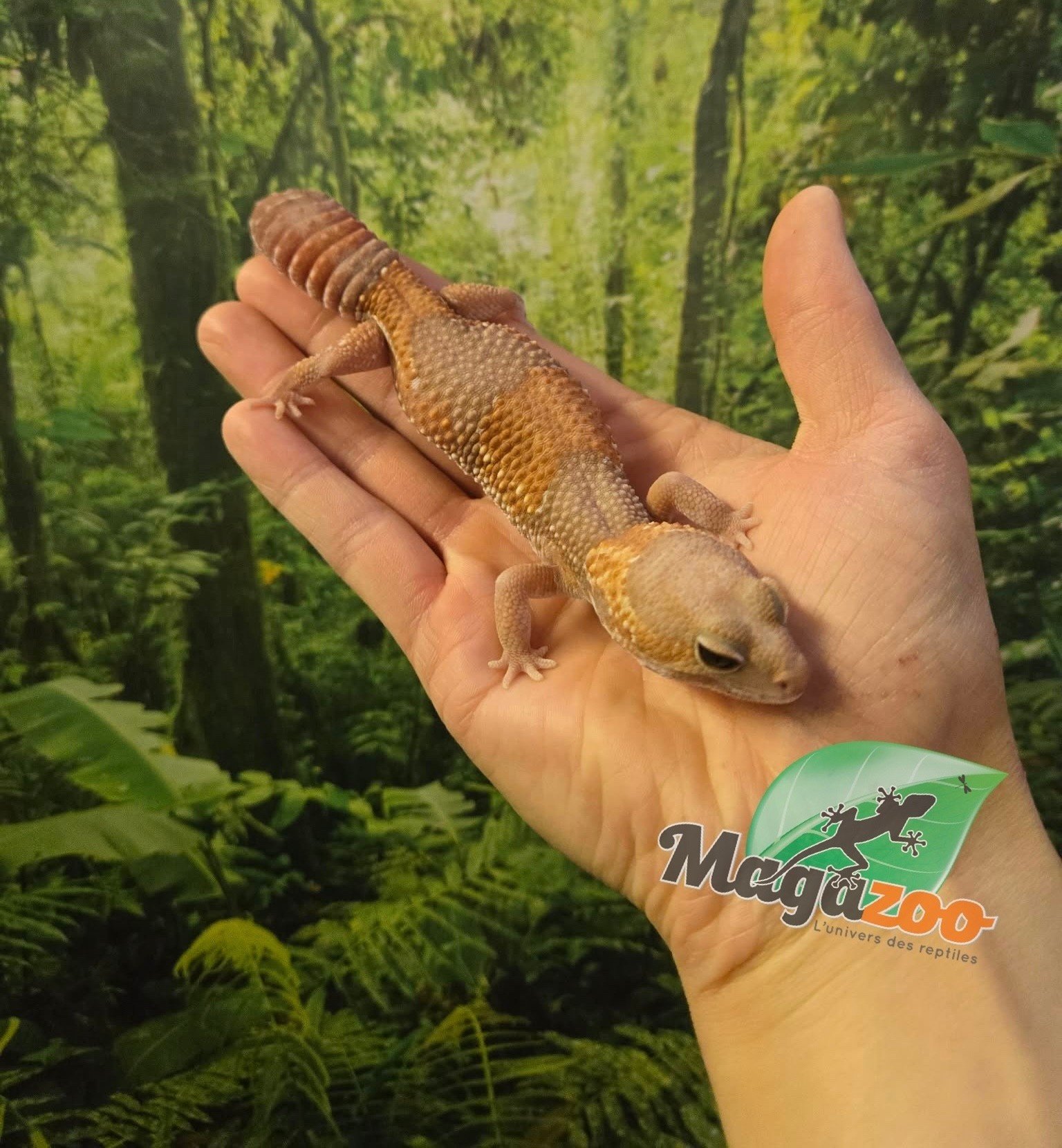Magazoo Gecko africain à queue grasse Albino Femelle 3 ans / Adoption 2ième chance