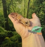 Magazoo Female african Albino Fat-tailed Gecko Albino 3 years old / 2nd chance - Adoption