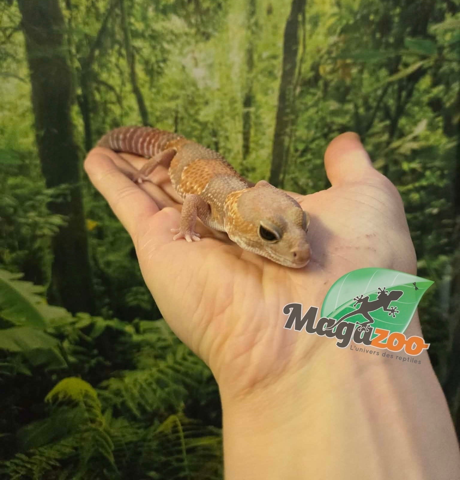 Magazoo Gecko africain à queue grasse Albino Femelle 3 ans / Adoption 2ième chance