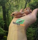 Magazoo Female african Albino Fat-tailed Gecko Albino 3 years old / 2nd chance - Adoption