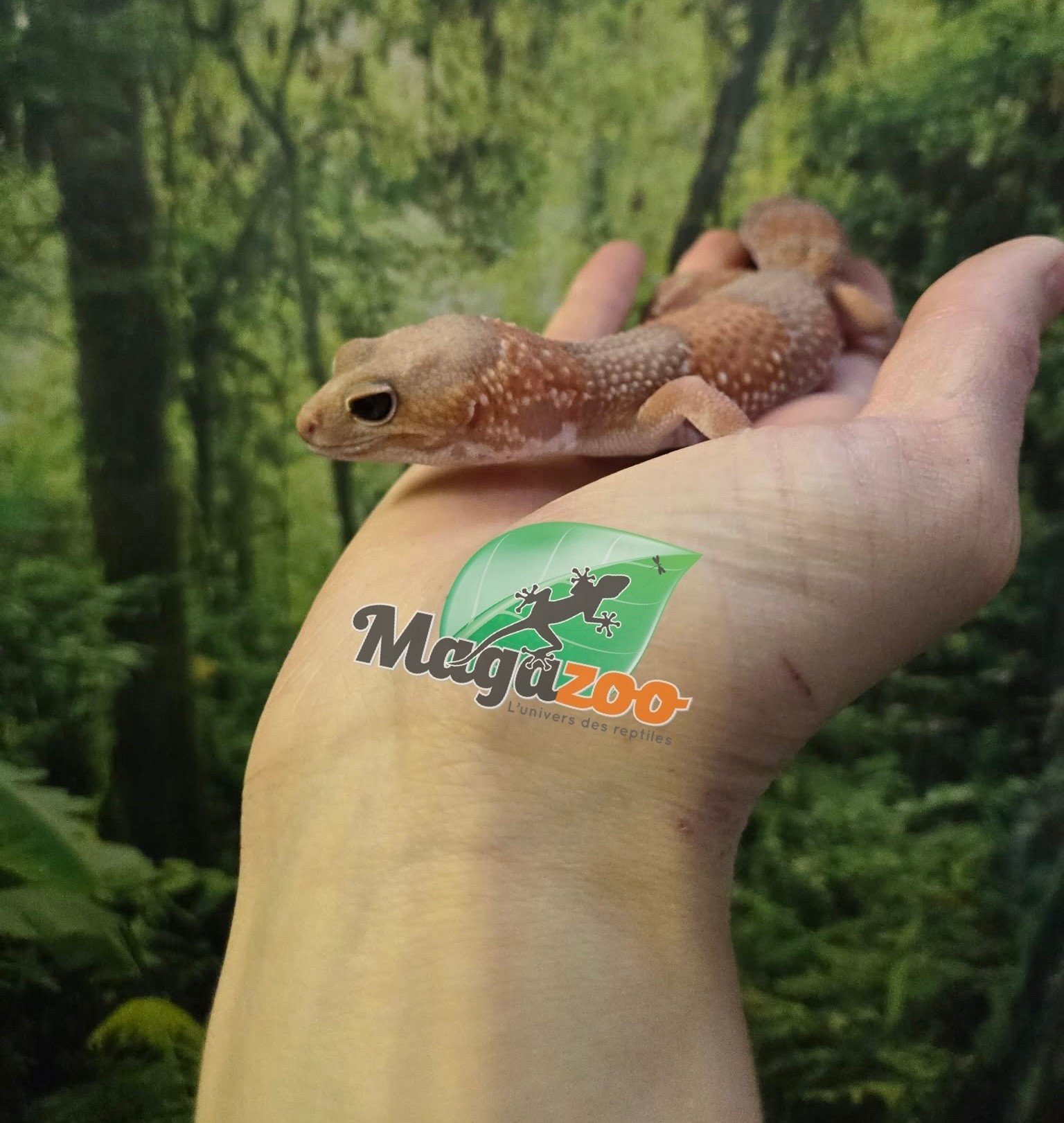 Magazoo Female african Albino Fat-tailed Gecko Albino 3 years old / 2nd chance - Adoption