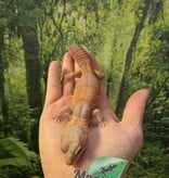 Magazoo Gecko africain à queue grasse Albino Femelle 3 ans / Adoption 2ième chance