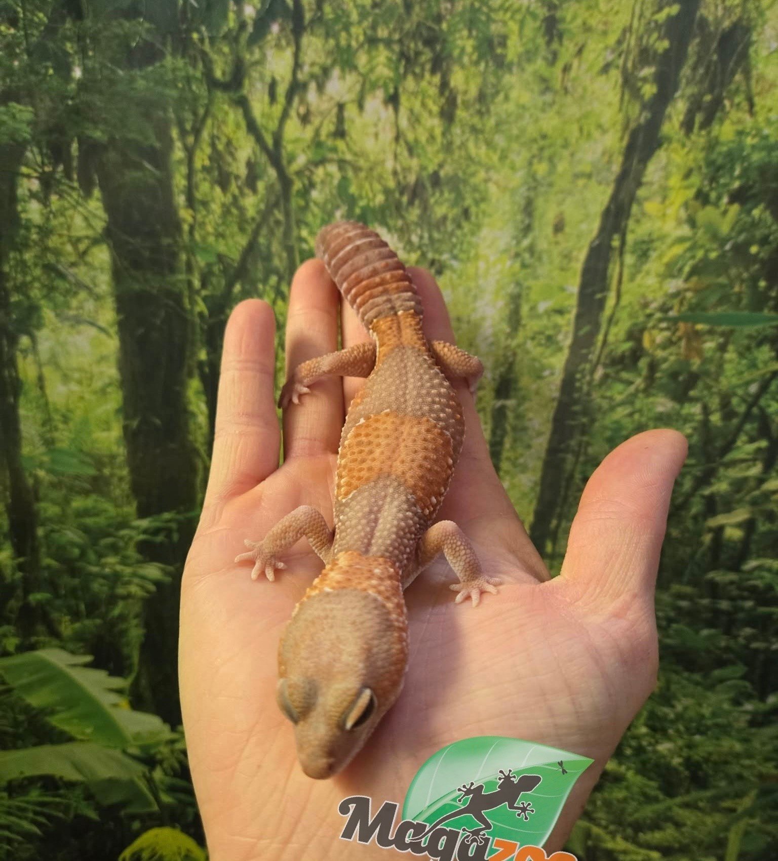 Magazoo Gecko africain à queue grasse Albino Femelle 3 ans / Adoption 2ième chance