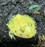 Magazoo Grenouille cornue d'Argentine Pikachu (Pac Man)