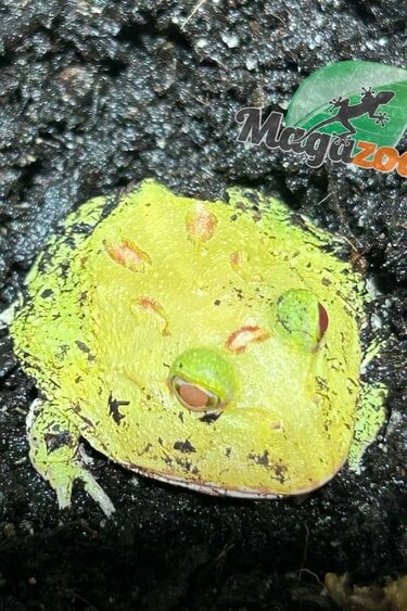 Magazoo Grenouille cornue d'Argentine Pikachu (Pac Man)