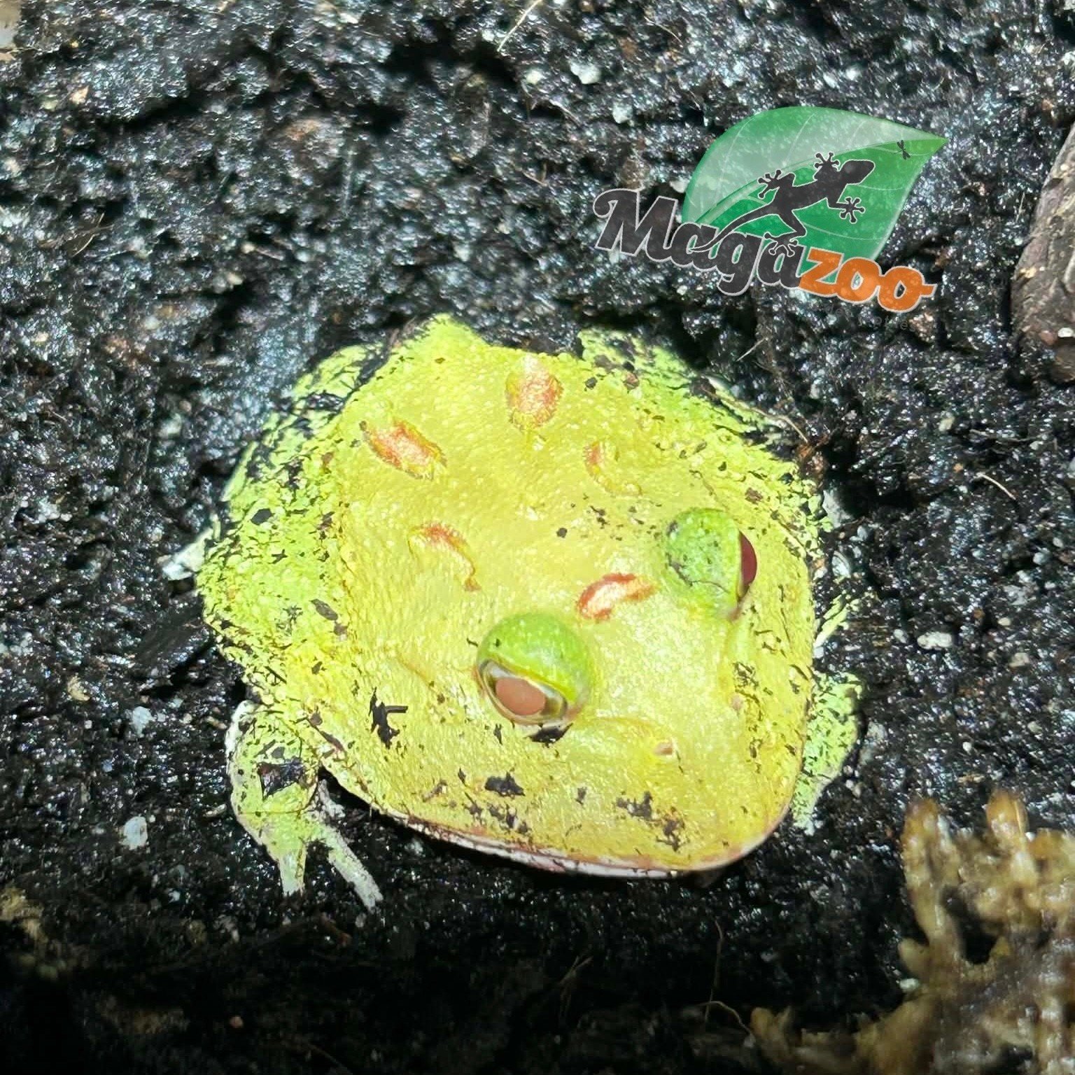 Magazoo Pikachu Horned frog (PacMan)