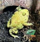 Magazoo Grenouille cornue d'Argentine Pikachu (Pac Man)