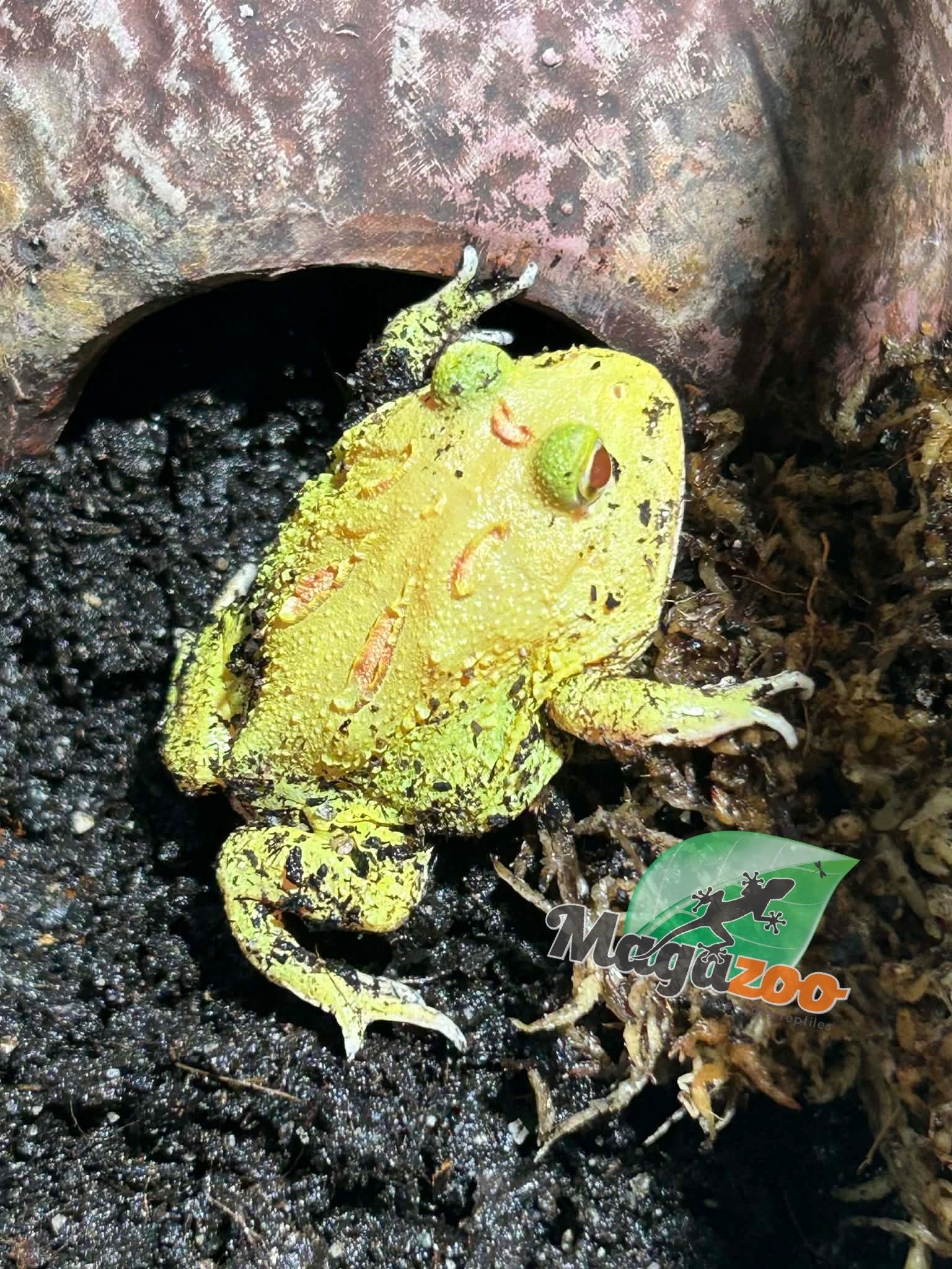 Magazoo Grenouille cornue d'Argentine Pikachu (Pac Man)
