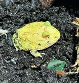 Magazoo Pikachu Horned frog (PacMan)