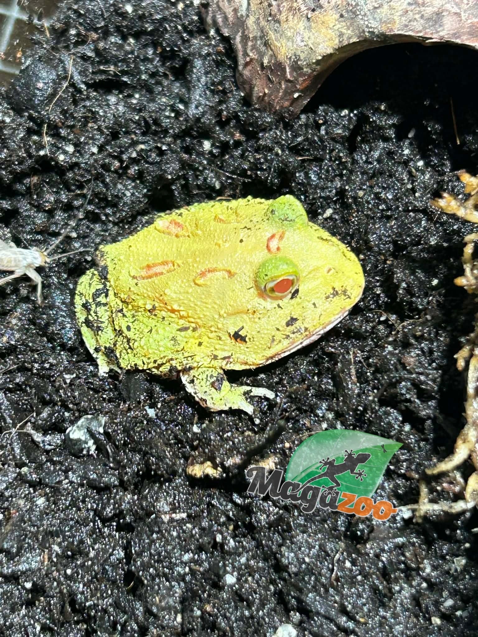 Magazoo Pikachu Horned frog (PacMan)