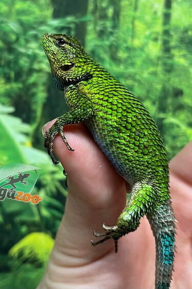 Magazoo Lézard Épineux Émeraude Mâle