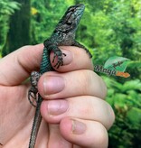 Magazoo Male Juvenile Captive Born Emerald swift
