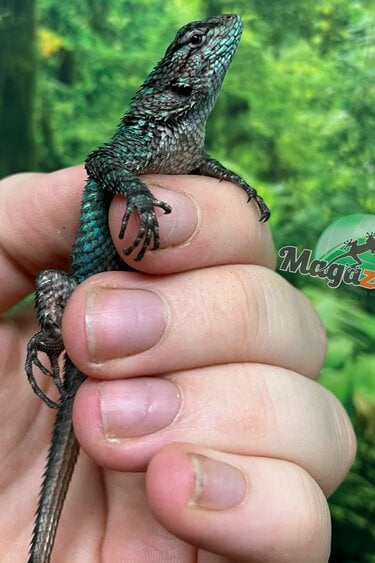 Magazoo Lézard Épineux Émeraude Mâle Juvénile Né en Captivité