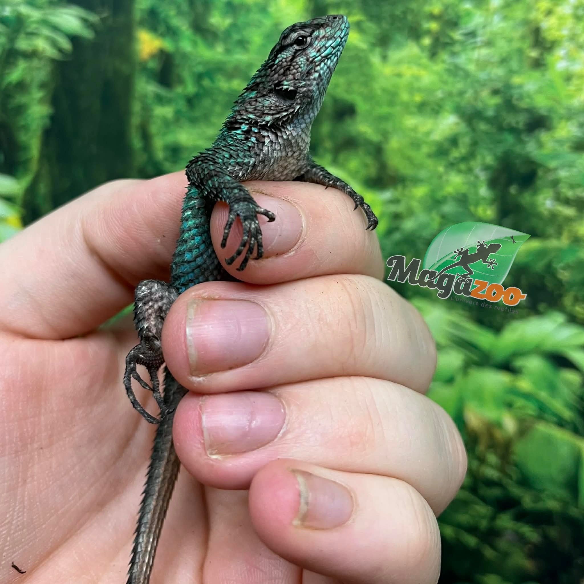 Magazoo Lézard Épineux Émeraude Mâle Juvénile Né en Captivité