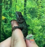 Magazoo Lézard Épineux Émeraude Mâle Juvénile Né en Captivité