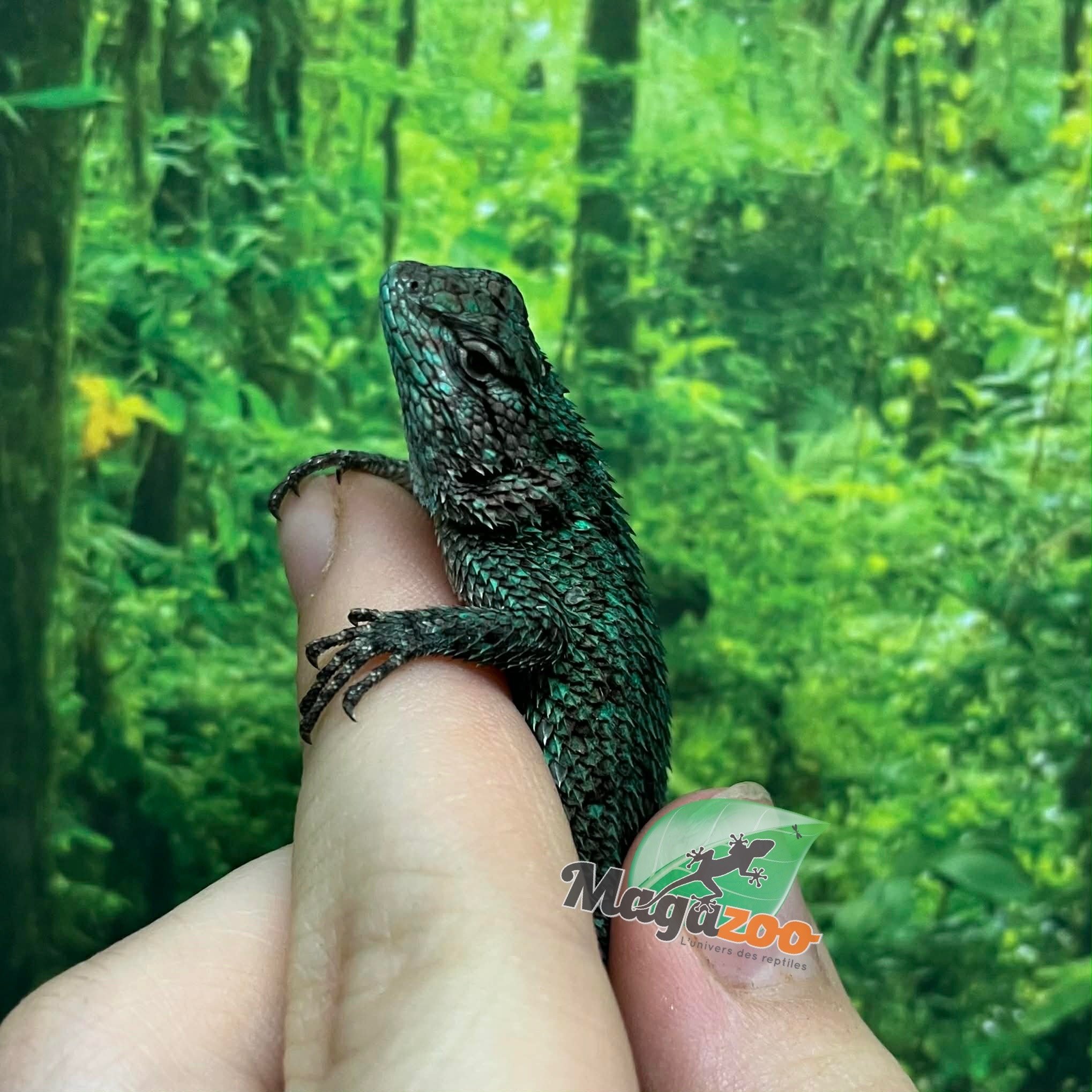 Magazoo Lézard Épineux Émeraude Mâle Juvénile Né en Captivité