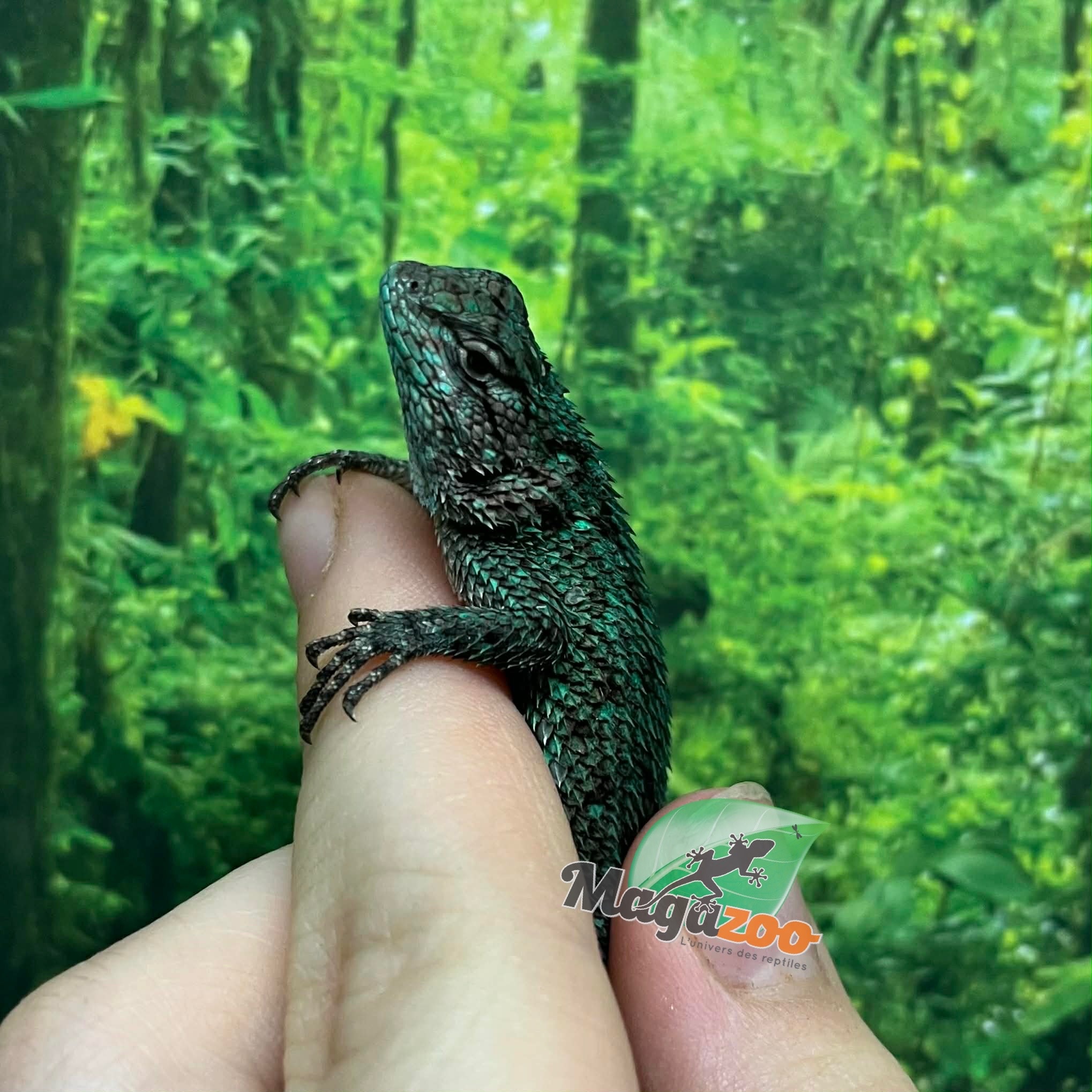 Magazoo Male Juvenile Captive Born Emerald swift