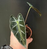 Magazoo Plante Alocasia Amazonica 'Bambino'