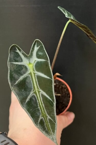 Magazoo Alocasia Amazonica 'Bambino' Plant