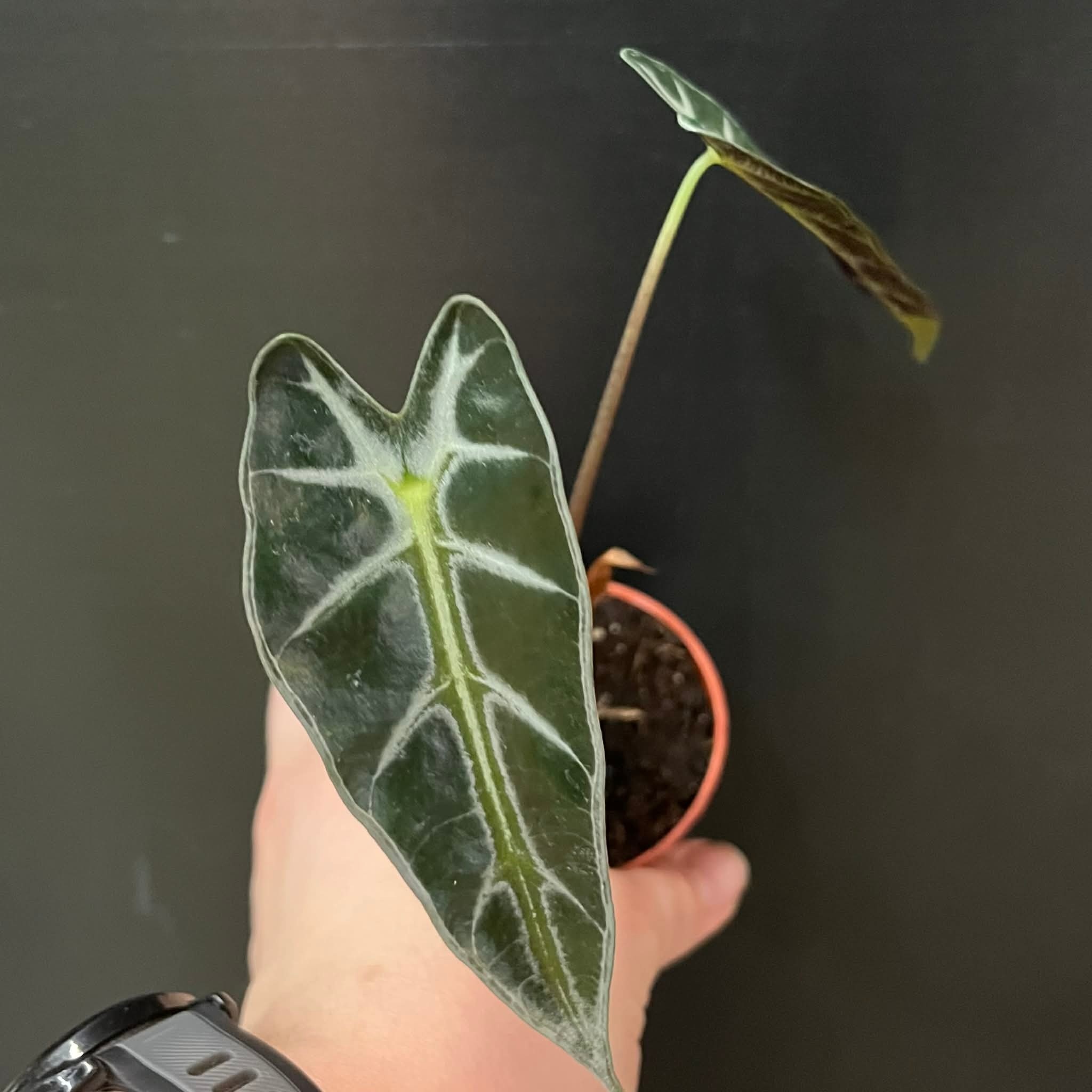 kaktus astrophytum asterias Astrophytum asterias – Astrocarpus.com