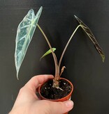 Magazoo Plante Alocasia Amazonica 'Bambino'