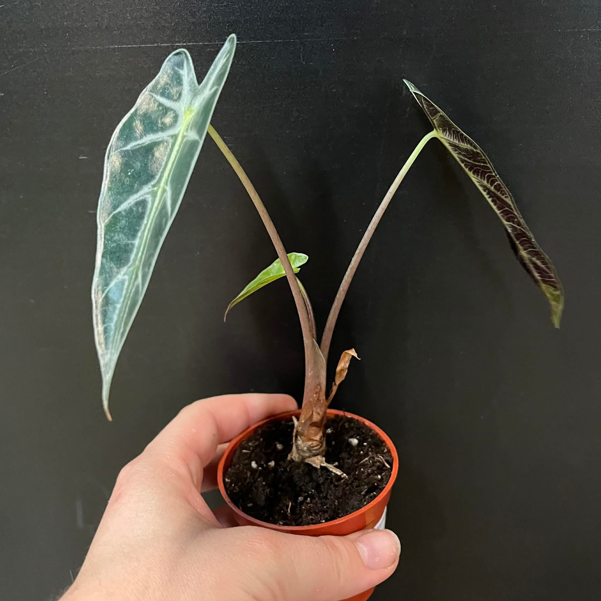 Magazoo Alocasia Amazonica 'Bambino' Plant
