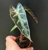 Magazoo Alocasia Amazonica 'Bambino' Plant