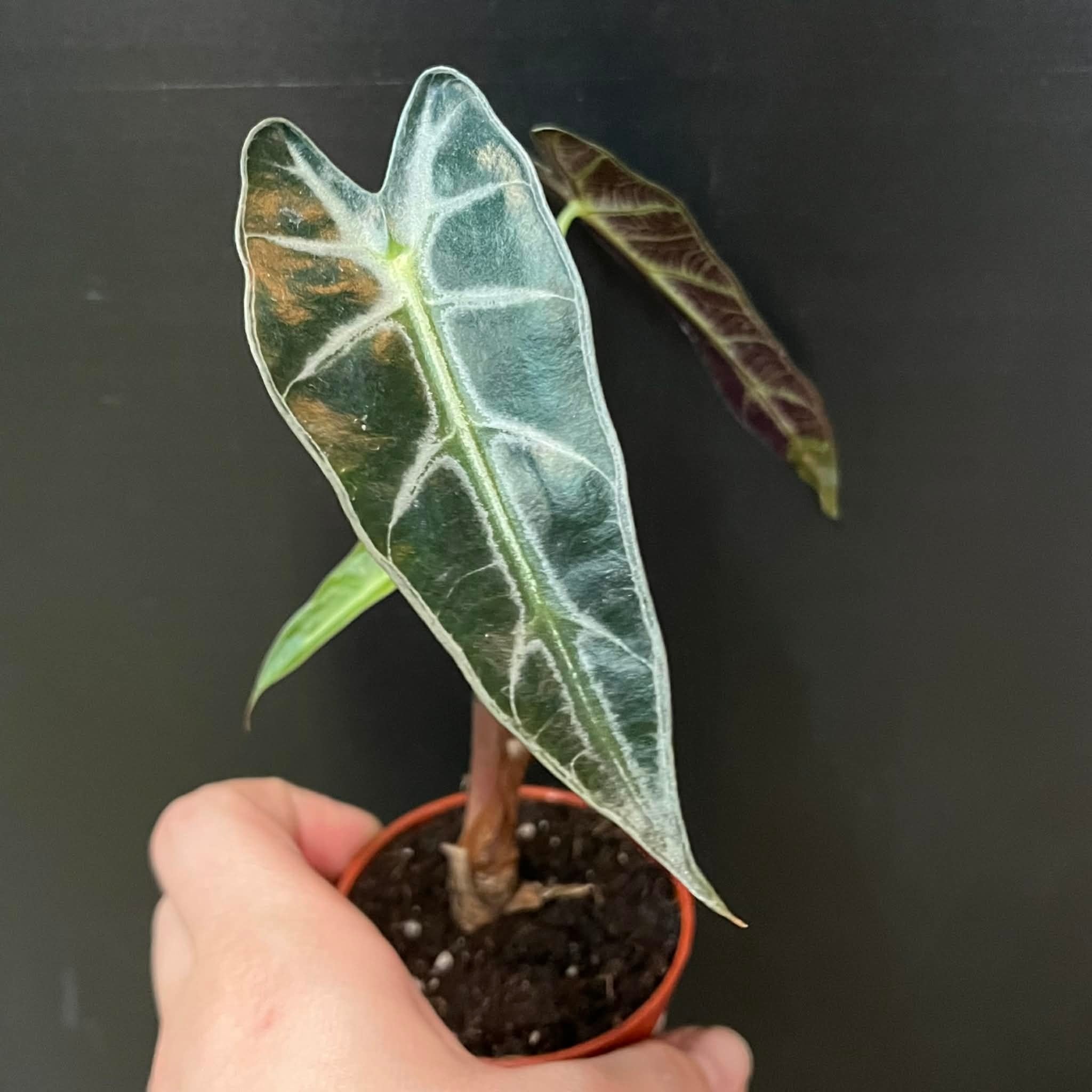 Magazoo Alocasia Amazonica 'Bambino' Plant