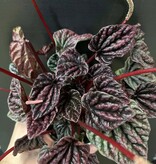 Magazoo Plante Peperomia Caperata 'Red Luna'