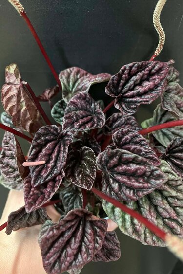 Magazoo Plante Peperomia Caperata 'Red Luna'