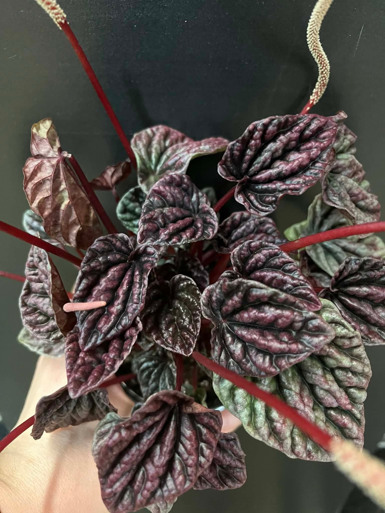 Magazoo Plante Peperomia Caperata 'Red Luna'