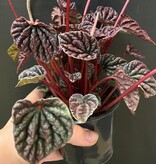 Magazoo Peperomia Caperata 'Red Luna' Plant