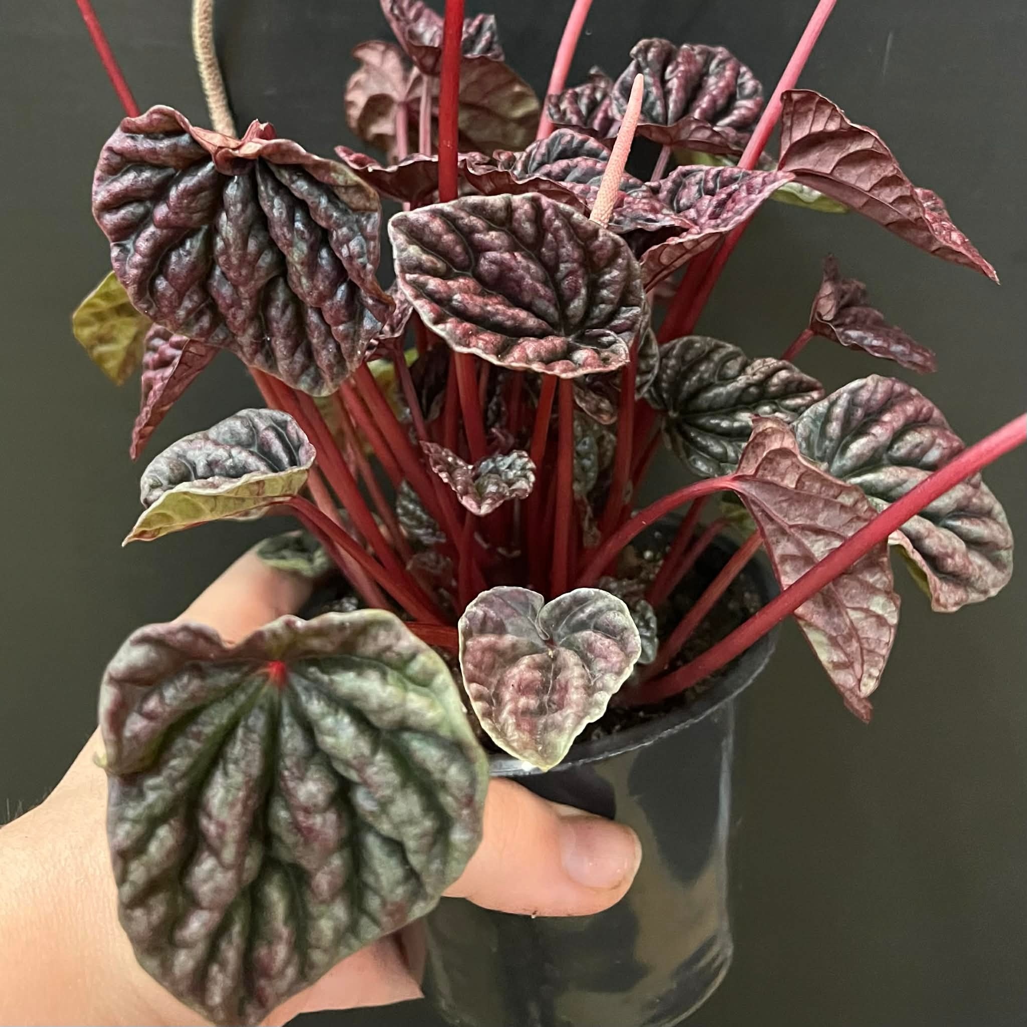 Magazoo Peperomia Caperata 'Red Luna' Plant
